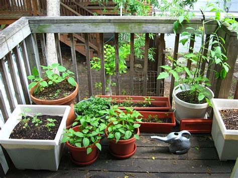 grow vegetables   balcony patio  windowsill