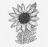 Sunflower Drawing Book Clipart Common Coloring Flowers Pngfind sketch template