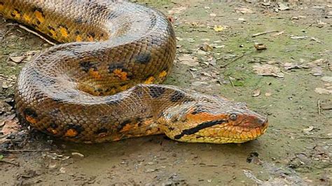 maiores cobras  mundo conheca   especies kingo labs