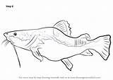 Catfish Draw Step Coloring Flathead Giant Drawing Template Pages sketch template