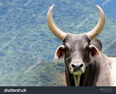 oxen horn images stock  vectors shutterstock