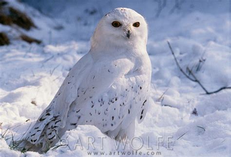 snowy owl photographed  alaska  nest   arctic tundra