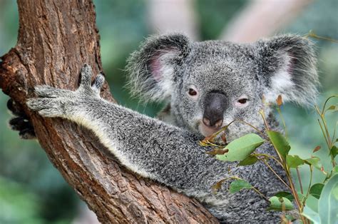 koalas animals   globe
