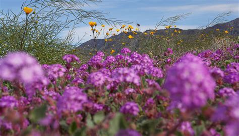 super bloom guide       wildflowers  california
