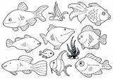Fish Coloring Pages Small Pout Ocean Getdrawings Color Getcolorings sketch template