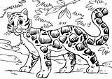 Leopard Coloring Clouded Kids Pages Popular Printable Edupics Coloringhome Large sketch template
