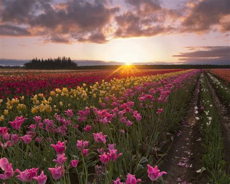 summer tulip flowers fields sun rays morning dawn
