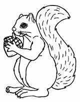Coloring Pages Squirrel Acorn Animal sketch template