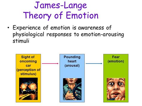 james lange theory  emotion  psychology