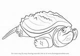 Turtle Snapping Alligator Draw Drawing Step sketch template