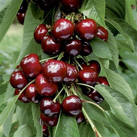 grow cherries  pit uk home  garden reference