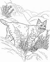 Lynx Montagne Colorier sketch template