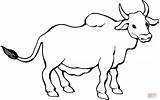 Coloring Zebu Pages Bull Drawing Bulls Para Colorear Angus Clipart Super Toro Color Dibujos Printable Inspired Cattle Birthday Supercoloring Dibujo sketch template