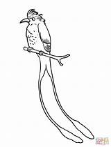 Flycatcher Coloring Scissor Tailed Tropical Pages Birds Supercoloring Printable Drawing Least Silhouettes Clipart sketch template