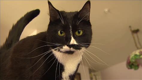 popular kitty cam launches a cat convention komo