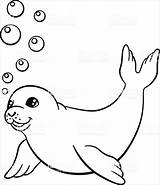 Seal Zeehonden Zeehond Harp Colouring Swims Little Albanysinsanity Coloringbay Drawings Omnilabo Downloaden sketch template