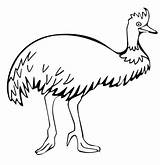 Emu Cassowary Designlooter Supercoloring sketch template