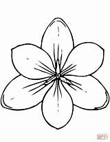 Magnolia Crocus Coloring Pages Flower Flowers Clipart Tundra Printable Print Drawing Outline Cliparts Twistynoodle Noodle sketch template