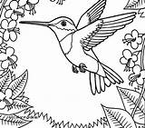 Hummingbird Coloring Pages Printable Ruby Throated Hummingbirds Color Getdrawings Getcolorings Print Colorings sketch template