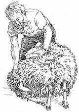 Shear Sheep Shearing sketch template