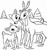 Deer Coloring Pages Baby Cute Kids Printable Whitetail Buck Family Skull Print Drawings Easy Color Colouring Getcolorings Tailed Rated Getdrawings sketch template