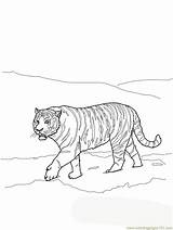 Tiger Coloring Amur Siberian Printable 85kb sketch template