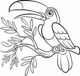 Coloring Pages Toucan Birds Paradise Bird Flowers Printable Cute Little Print Color Adult Getcolorings Getdrawings Tree Prey Smiles Sits Easy sketch template