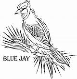 Coloring Bird Jay Blue Pages Printable Drawing Colorful Getdrawings Sketch Template sketch template