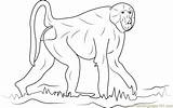 Baboon Coloring Walking Coloringpages101 Pages sketch template