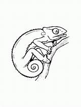 Chameleon Coloring Clipart Pages Template Drawing Outline Print Printable Kids Animal Color Chameleons Jackson Worksheet Kid Activities Cute Explore Drawings sketch template