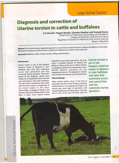 diagnosis  correction  uterine torsion  cattle  buffaloes