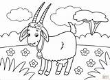 Coloring Goat Pages Printable Drawing sketch template