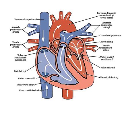 sistemul cardiovascular manual de anatomie