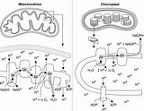 Crackap Atp Chemiosmosis Explanation sketch template