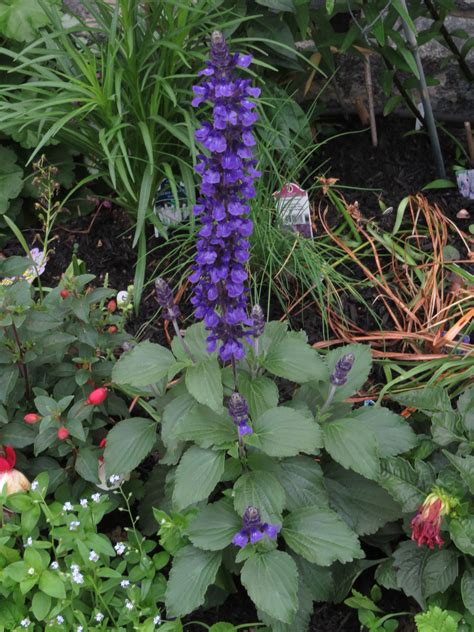 File Salvia Mystic Spires Blue  Wikimedia Commons