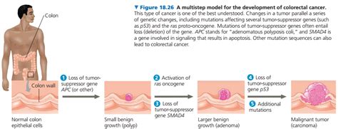 Penyebab Penyakit Kanker Oncogen Proto Oncogen Dan Tumor Suppressor