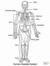 Esqueleto Scheletro Umano Skelett Stampare Szkielet Budowa Menschliches Rysunek Corpo Ingles Menschliche Czlowieka Anatomia Bones sketch template