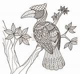 Rhinoceros Hornbill Coloring 420px 32kb sketch template