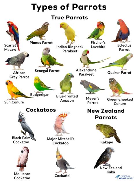 parrots list  types facts care  pets pictures