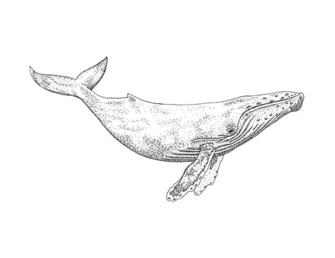 humpback whale rectangular pillow  alexa roberts small
