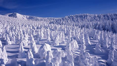 winter landscape  snow covered trees  mount zao yamagata