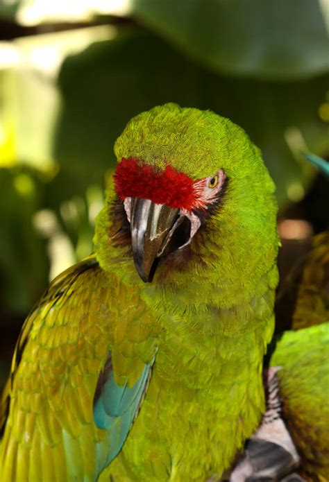 parrot jungle island   icorzo  deviantart