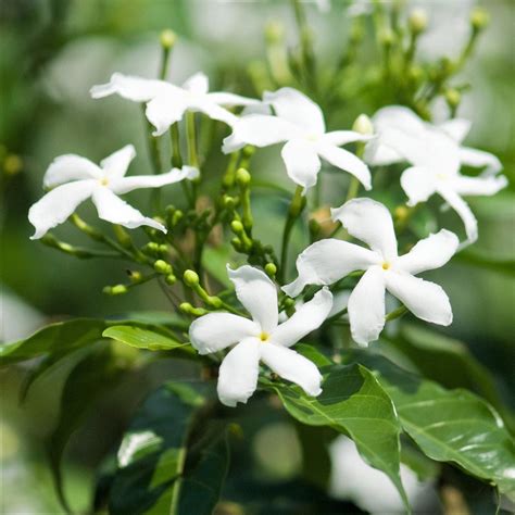 jasmine super scented huge plants approx  ft star jasmine white