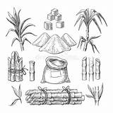 Sugarcane Clever Fiji sketch template