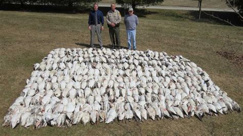 penalties top 55 000 in killing of 265 snow geese