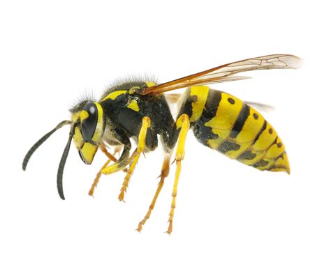 wasps wasp nests pest control