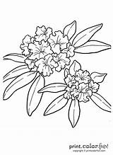 Rhododendron Flower State Coloring Oregon Clipart Tattoo Flowers Pages Drawing Washington Edelweiss Colouring Tattoos Coast Wv Printcolorfun Red Color Wa sketch template