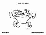 Crab Blue Coloring Sponsors Wonderful Support Please sketch template