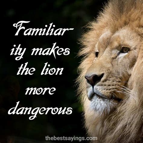 lion quotes  sayings quotesove