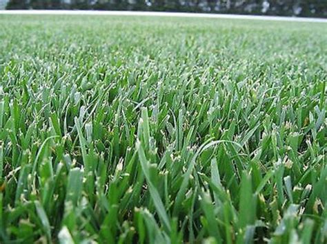 lbs kentucky  tall fescue grass seed lawn  pasture grass drought